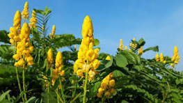 Cassia chandelier — Herbe à la gale